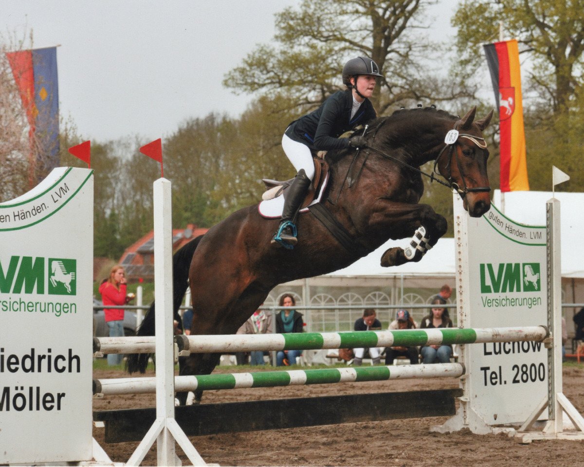 Springpferd Daray (Hannoveraner, 2008, von Danone 4)