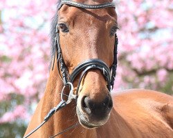 horse Athene (Hungarian Warmblood, 1997, from Aktion)