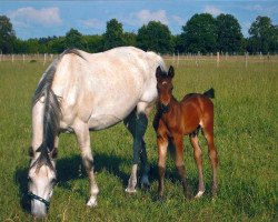 broodmare Pia Louisa vom Schleifbachhof (Holsteiner, 2000, from Exkurs)