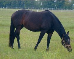 broodmare Dawi vom Schleifbachhof (Württemberger, 2008, from Dawasiyr vom Schleifbachhof)