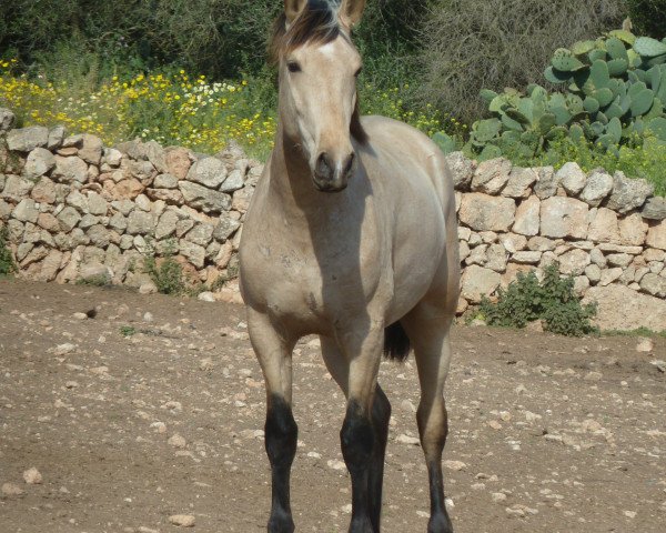 Pferd Palomo (Pura Raza Espanola (PRE), 2012)