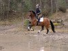 dressage horse Torres (Andalusians/horse of pure Spanish race, 2009)