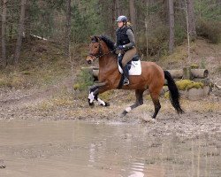 dressage horse Torres (Andalusians/horse of pure Spanish race, 2009)