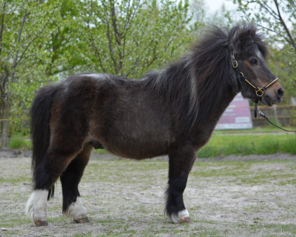 Deckhengst Jo's Folly (Shetland Pony (unter 87 cm), 1993, von Cinnabar of Cheyenhal)