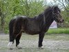 stallion Jo's Folly (Shetland pony (under 87 cm), 1993, from Cinnabar of Cheyenhal)