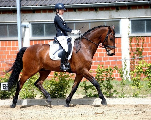 horse Rivero (Westphalian, 2006, from Riccione)
