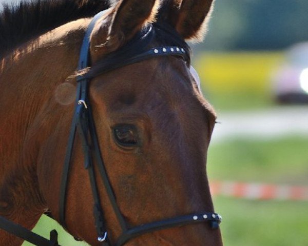 broodmare Copa Cabana (Hanoverian, 1989, from Consul)