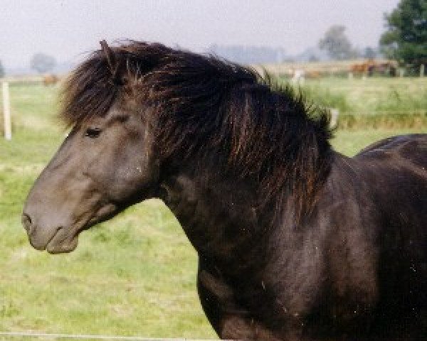 stallion Ninjo Andino (Breeding attempt Aegidienberger, 1999, from Hijos del Sol Andino)