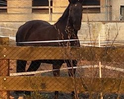 broodmare La Corrada 2 (Holsteiner, 1994, from Lacros)