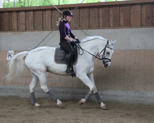 Zuchtstute Glamour Girl (Bayer, 2010, von Cornet's Stern)