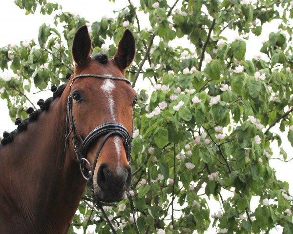 dressage horse Fürst Fabalou (Hanoverian, 2010, from Fabregas)