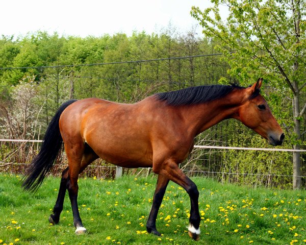 broodmare Fabiene (Westphalian,  , from Florestan I)