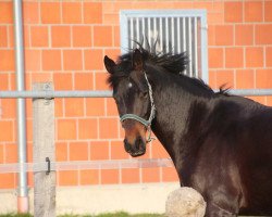 jumper Melody 192 (Pinto / Pony, 2009)