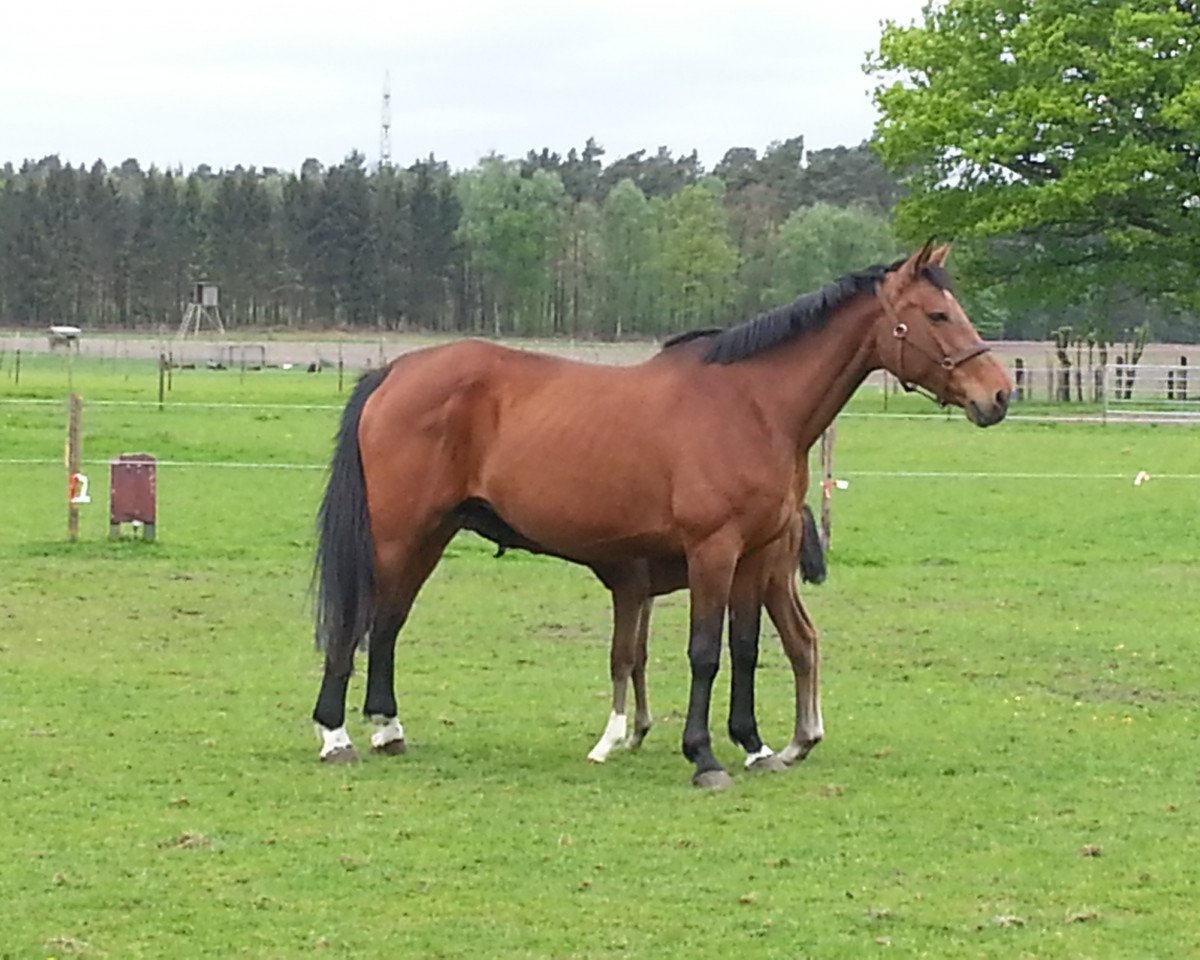 broodmare Quanda 2 (Westphalian, 2001, from Quattro B)