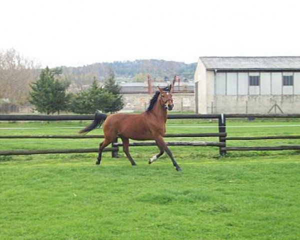 horse Elaysa 2000 ox (Arabian thoroughbred, 2000, from Dinan 1991 ox)