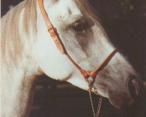 broodmare Ewora 1978 ox (Arabian thoroughbred, 1978, from Euben 1972 ox)