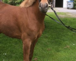 Zuchtstute Pearl (Deutsches Reitpony, 2012, von FS Pentagon)