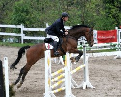 jumper Cortado T (German Sport Horse, 2004, from Cardenio)