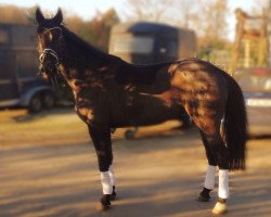 dressage horse Disney's (Westphalian, 2008, from De Niro)