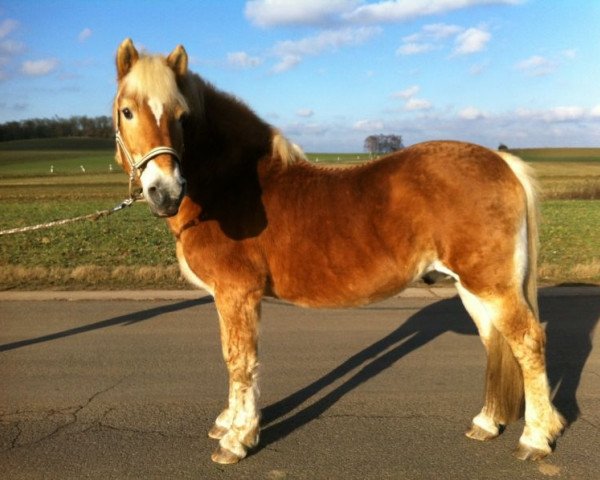 stallion Scipper (6,25% ox) (Edelbluthaflinger, 1988, from Status (12,5% ox))