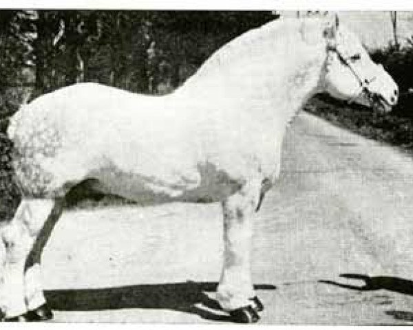 stallion Frethun (Boulonnais, 1949, from Brillant)