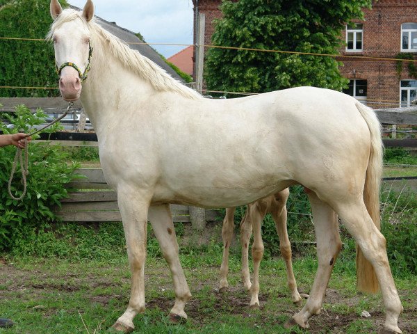 broodmare Numees (German Sport Horse, 2005, from Nuget)