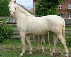 Pferd Numees (Deutsches Sportpferd, 2005, von Nuget)