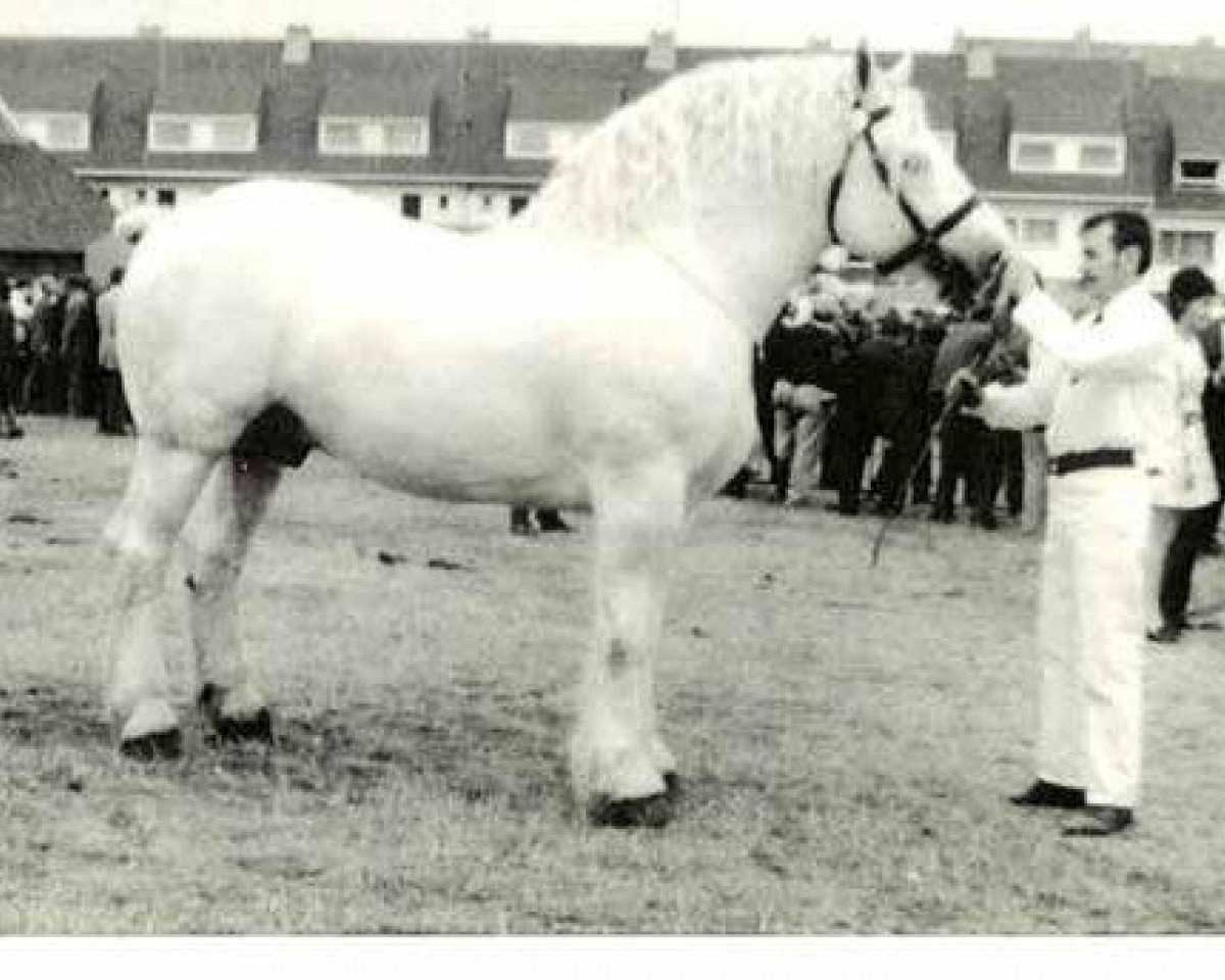 Deckhengst Tresor (Boulonnais, 1963, von Onyx)