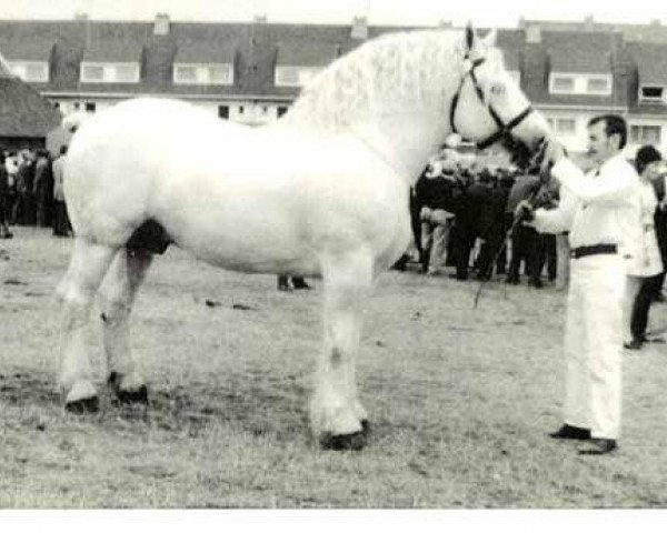 stallion Tresor (Boulonnais, 1963, from Onyx)