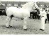 stallion Tresor (Boulonnais, 1963, from Onyx)