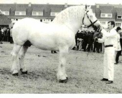 stallion Tresor (Boulonnais, 1963, from Onyx)