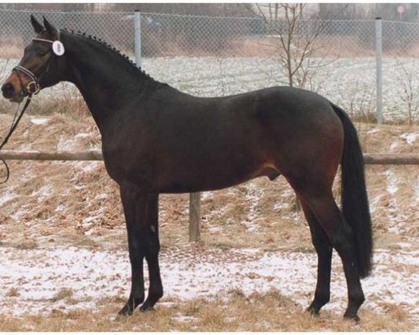 stallion Bellini Go (Trakehner, 1998, from Maizauber)