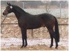 stallion Bellini Go (Trakehner, 1998, from Maizauber)