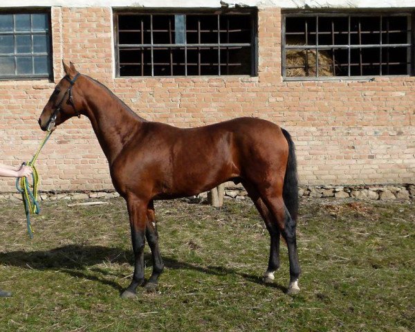 horse Madrid (Akhal-Teke, 2013, from Murgab)