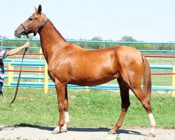 broodmare Yayla (Akhal-Teke, 2008, from Gazyr Shael)