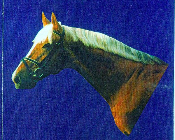 stallion Garut Humbursky (Kinsky horse, 1987, from Garut-10)