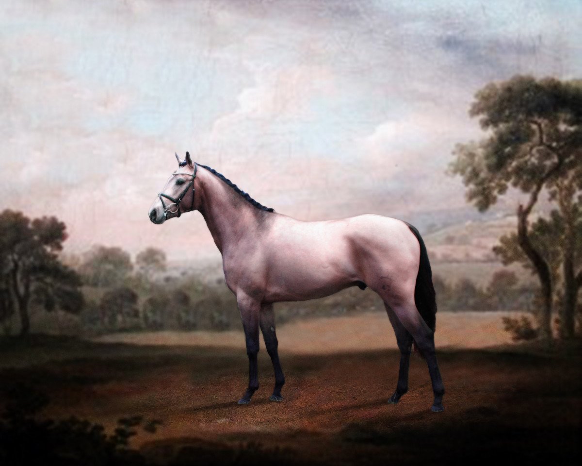 stallion Occupy Wallstreet MD (Trakehner, 2012, from Rff the Alchemist xx)
