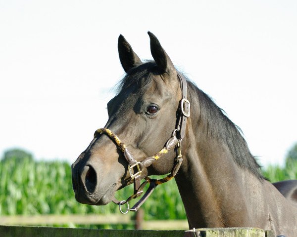 dressage horse Ma Petite 21 (Westphalian, 1994, from Montmartre)