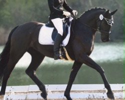 dressage horse Grandessa 394 (Bavarian, 2010, from Disco-Boy)