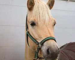 broodmare Indra (Fjord Horse, 2006, from Ironimus)