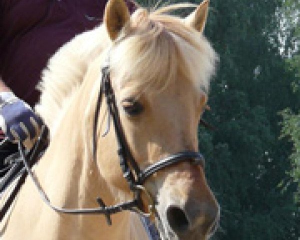 broodmare Ondra (Fjord Horse, 1994, from Ironimus)