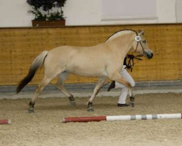 broodmare Montana (Fjord Horse, 2004, from Magne)