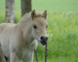 Pferd Rubus (Fjordpferd, 2015, von Mastrup Romeo)