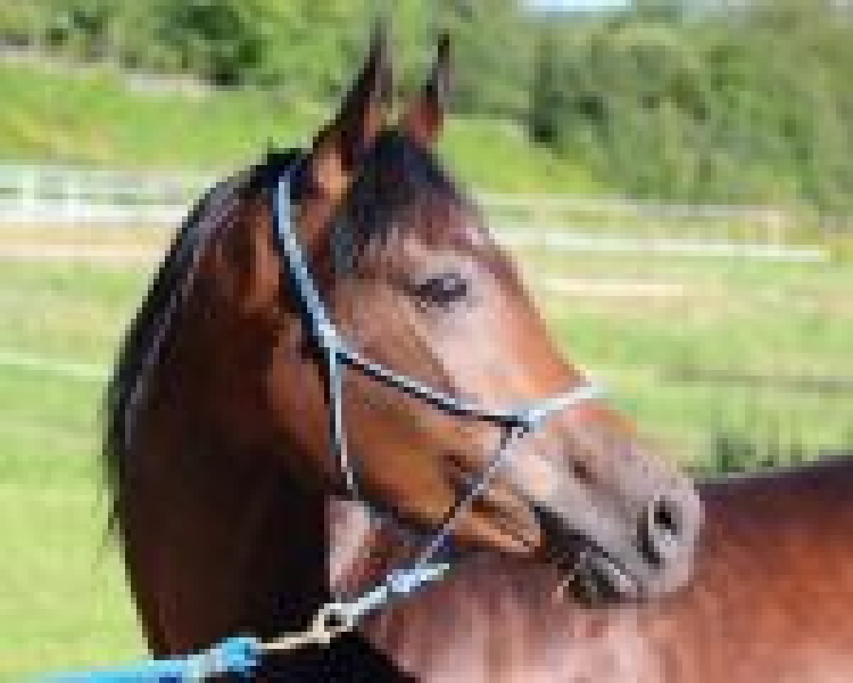 horse Orelis (Arabian purebred, 2011)
