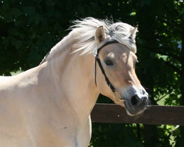 broodmare Julina (Fjord Horse, 2009, from Valør Halsnæs)