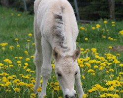 horse Jelko (Fjord Horse, 2012, from Jonnson)