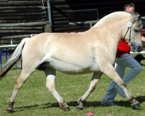 broodmare Julie (Fjord Horse, 2005, from Kvest Halsnæs)