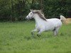 dressage horse Hera de la Luz (Pura Raza Espanola (PRE), 2010, from Gringo WH)