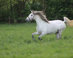 dressage horse Hera de la Luz (Pura Raza Espanola (PRE), 2010, from Gringo WH)