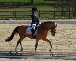 dressage horse Cumbaya (German Riding Pony, 2007, from Classic Dancer I)